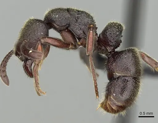 Euponera vohitravo specimen CASENT0050524 image casent0050524_3