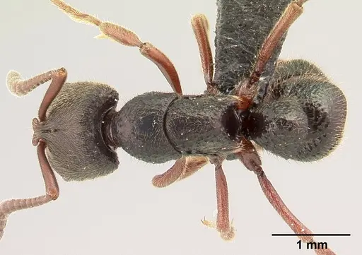 Euponera vohitravo specimen CASENT0141616 image casent0141616_1
