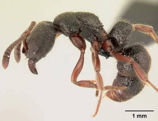 Euponera vohitravo specimen CASENT0141616 image casent0141616_3