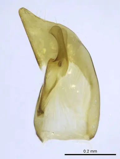 Euponera vohitravo specimen CASENT0740600 image casent0740600_1