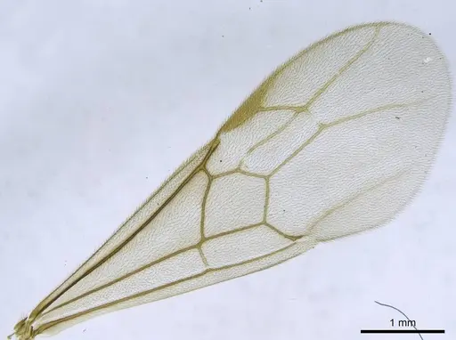 Euponera vohitravo specimen CASENT0740615 image casent0740615_1