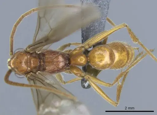 Euponera vohitravo specimen CASENT0740617 image casent0740617_1