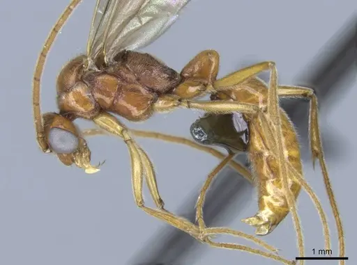 Euponera vohitravo specimen CASENT0740617 image casent0740617_4
