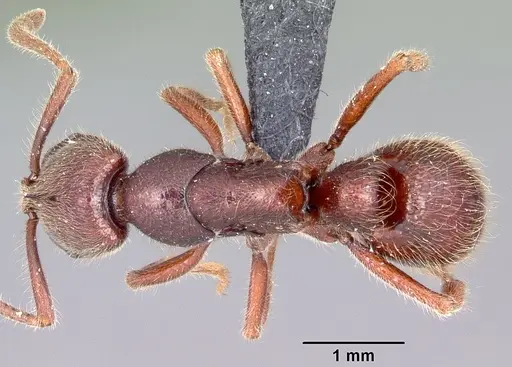 Euponera zoro specimen CASENT0045614 image casent0045614_1