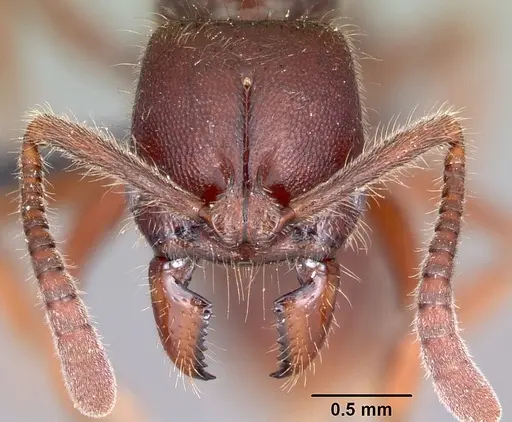 Euponera zoro specimen CASENT0045614 image casent0045614_2