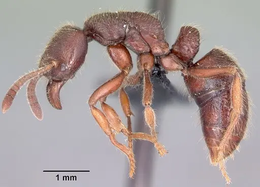 Euponera zoro specimen CASENT0045614 image casent0045614_3