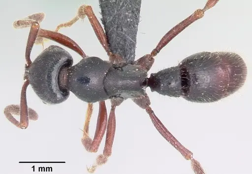 Euponera zoro specimen CASENT0045619 image casent0045619_1