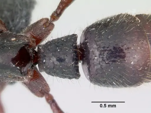 Euponera zoro specimen CASENT0045619 image casent0045619_2