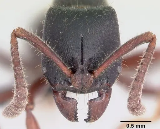 Euponera zoro specimen CASENT0045619 image casent0045619_3