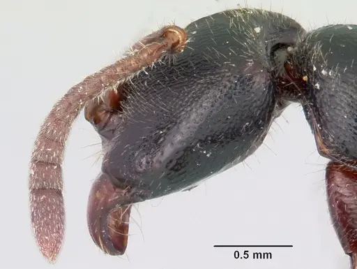 Euponera zoro specimen CASENT0045619 image casent0045619_4