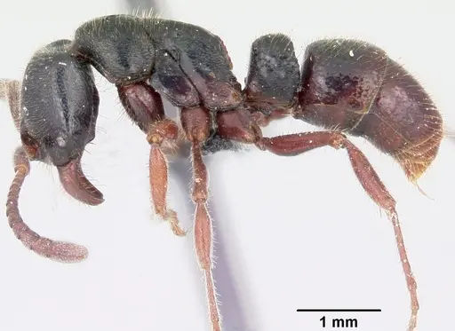 Euponera zoro specimen CASENT0045619 image casent0045619_5