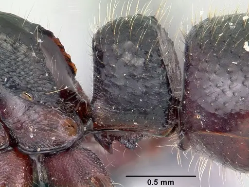 Euponera zoro specimen CASENT0045619 image casent0045619_6