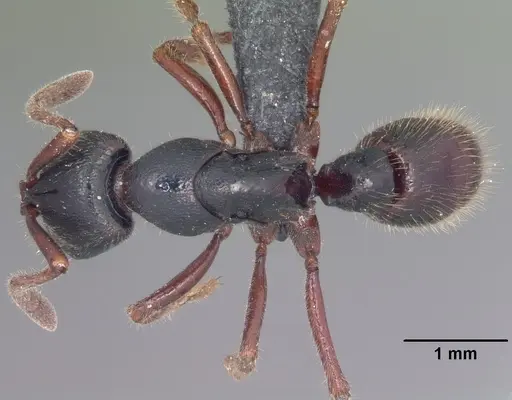 Euponera zoro specimen CASENT0045620 image casent0045620_1