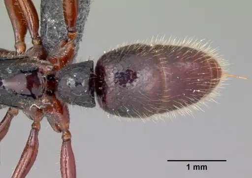 Euponera zoro specimen CASENT0045620 image casent0045620_2