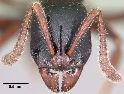Euponera zoro specimen CASENT0045620 image casent0045620_3