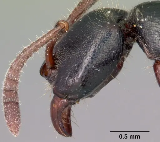 Euponera zoro specimen CASENT0045620 image casent0045620_4