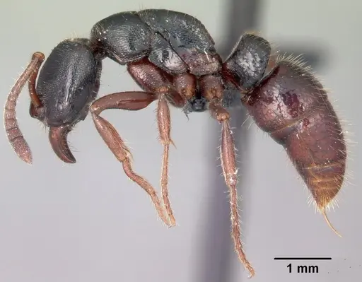 Euponera zoro specimen CASENT0045620 image casent0045620_5
