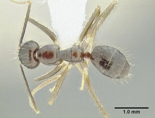 Euprenolepis procera specimen CASENT0106328 image casent0106328_1