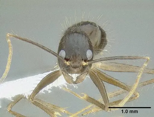 Euprenolepis procera specimen CASENT0106328 image casent0106328_2