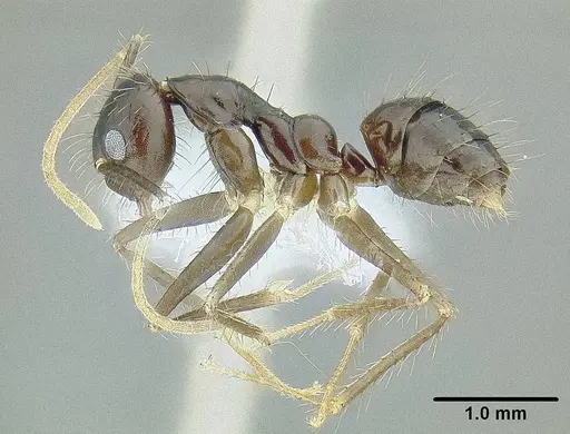 Euprenolepis procera specimen CASENT0106328 image casent0106328_3
