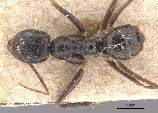 Euprenolepis procera specimen CASENT0905660 image casent0905660_1