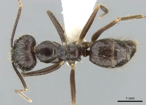 Euprenolepis procera specimen CASENT0906260 image casent0906260_1