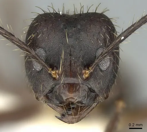 Euprenolepis procera specimen CASENT0906260 image casent0906260_2