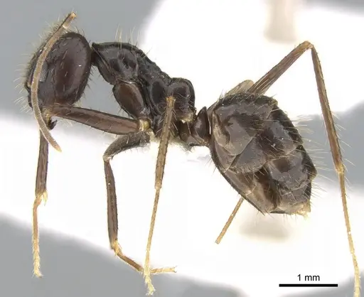 Euprenolepis procera specimen CASENT0906260 image casent0906260_3