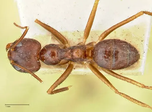 Euprenolepis procera specimen FOCOL2472 image focol2472_1