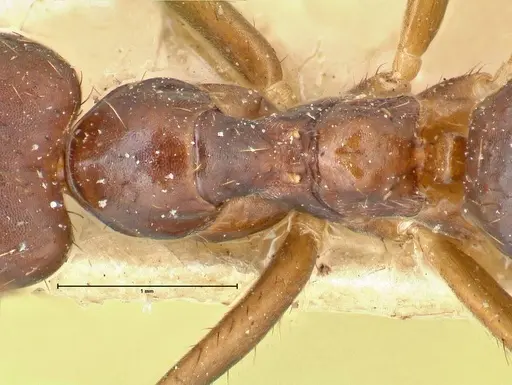 Euprenolepis procera specimen FOCOL2472 image focol2472_2