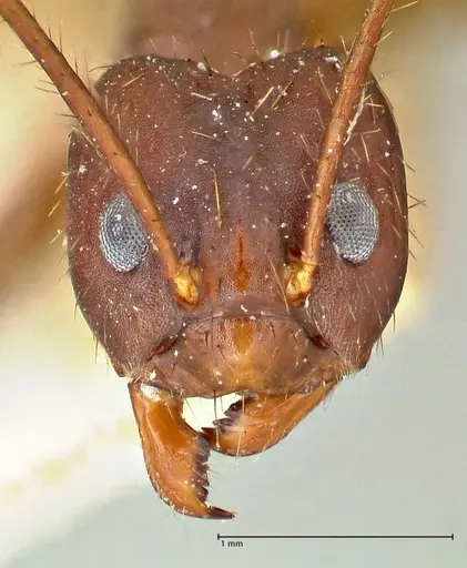 Euprenolepis procera specimen FOCOL2472 image focol2472_3