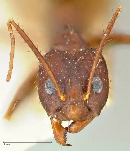 Euprenolepis procera specimen FOCOL2472 image focol2472_4