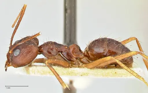 Euprenolepis procera specimen FOCOL2472 image focol2472_5