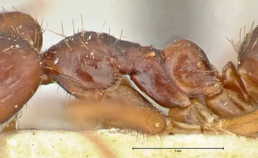 Euprenolepis procera specimen FOCOL2472 image focol2472_6