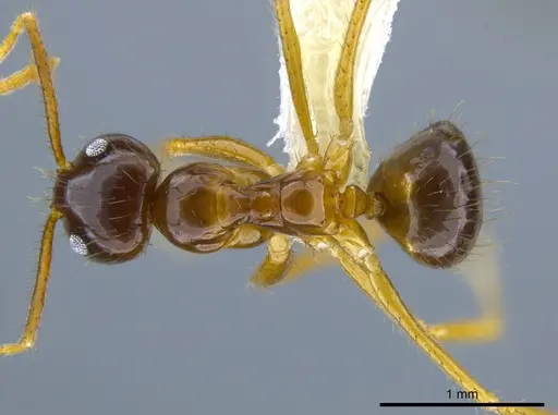 Euprenolepis variegata specimen CASENT0616805 image casent0616805_1