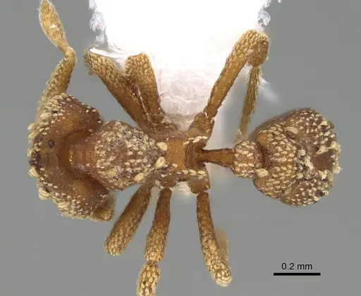 Eurhopalothrix alopeciosa specimen CASENT0914891 image casent0914891_1