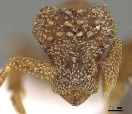 Eurhopalothrix alopeciosa specimen CASENT0914891 image casent0914891_2