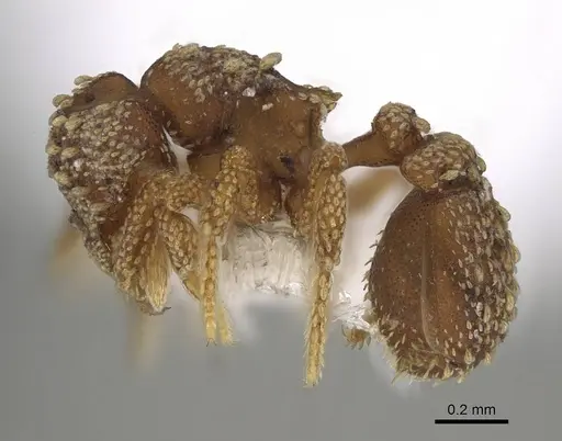 Eurhopalothrix alopeciosa specimen CASENT0914891 image casent0914891_3