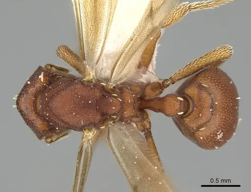 Eurhopalothrix apharogonia specimen CASENT0914892 image casent0914892_1
