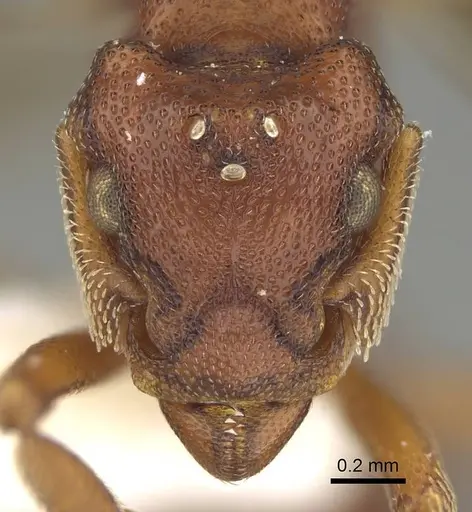 Eurhopalothrix apharogonia specimen CASENT0914892 image casent0914892_2