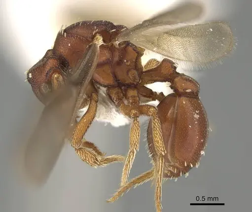 Eurhopalothrix apharogonia specimen CASENT0914892 image casent0914892_3