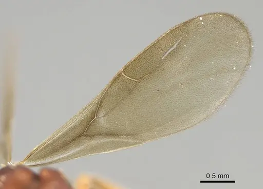 Eurhopalothrix apharogonia specimen CASENT0914892 image casent0914892_4
