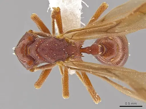 Eurhopalothrix apharogonia specimen INB0003207423 image inb0003207423_1