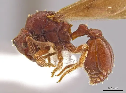 Eurhopalothrix apharogonia specimen INB0003207423 image inb0003207423_3