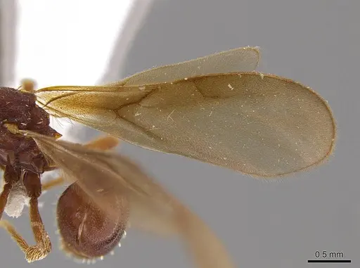 Eurhopalothrix apharogonia specimen INB0003207423 image inb0003207423_4