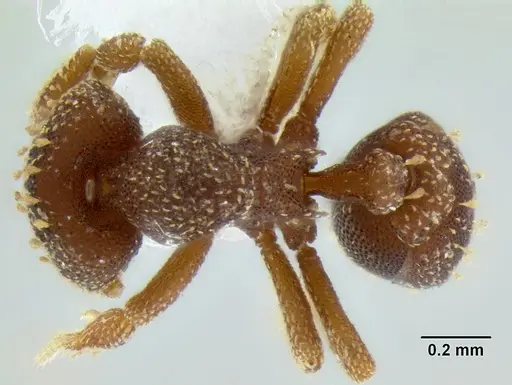 Eurhopalothrix australis specimen CASENT0106270 image casent0106270_1