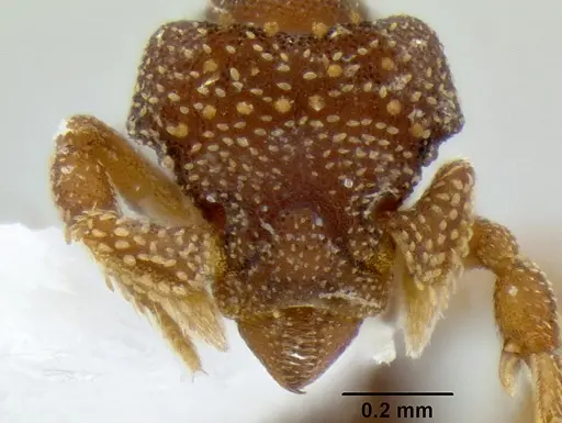 Eurhopalothrix australis specimen CASENT0106270 image casent0106270_2