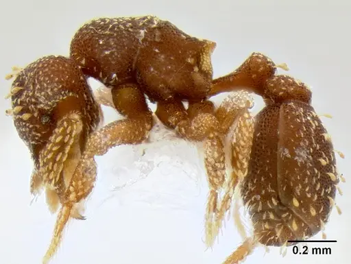 Eurhopalothrix australis specimen CASENT0106270 image casent0106270_3