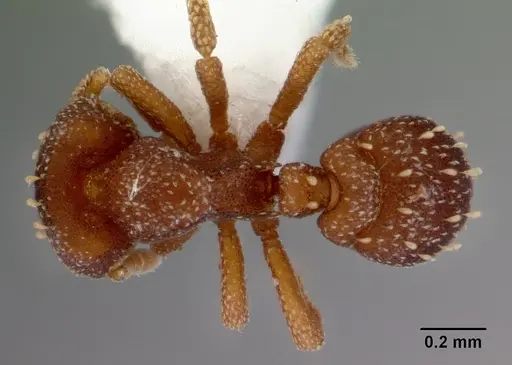 Eurhopalothrix australis specimen CASENT0172464 image casent0172464_1