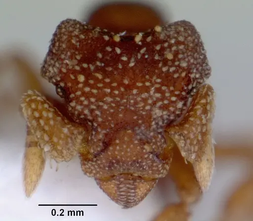 Eurhopalothrix australis specimen CASENT0172464 image casent0172464_2